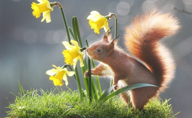 Red Squirrels at Wildwood Devon