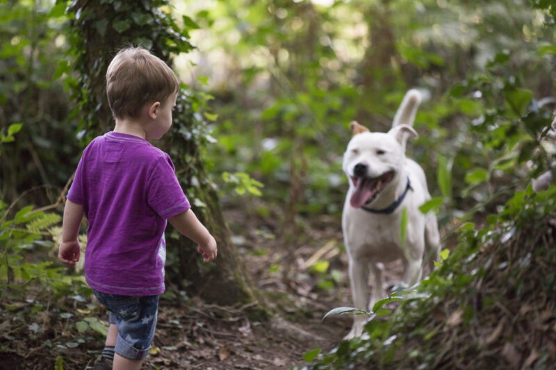 Killerton NT dog friendly