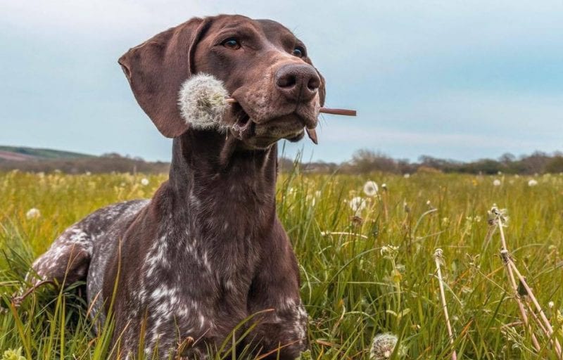 dog friendly Devon 