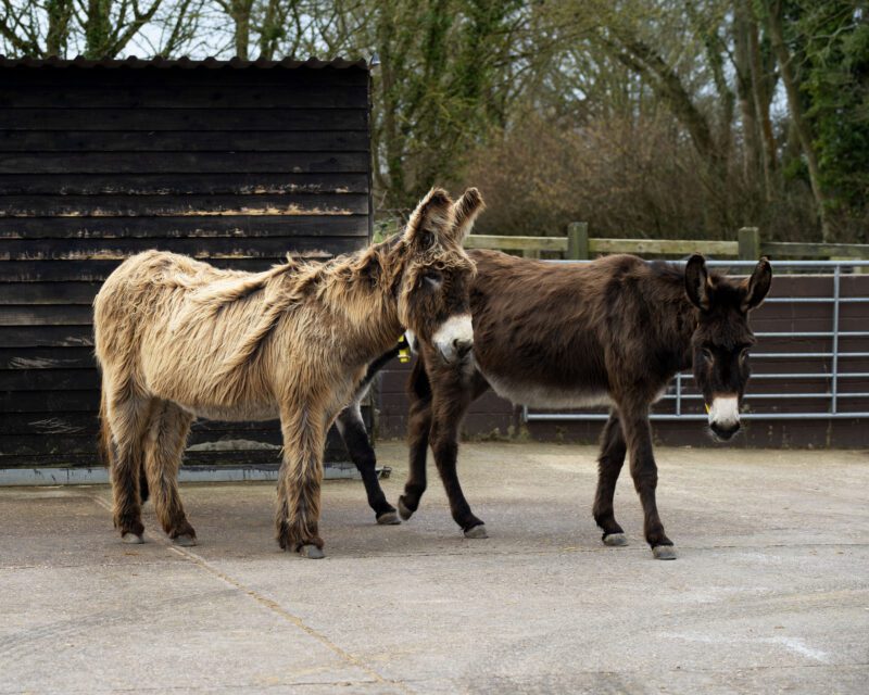 Hidden treasures donkey sanctuary