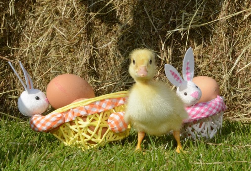 Easter in Devon