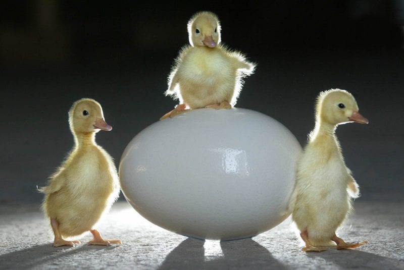 Easter chicks at Pennywell