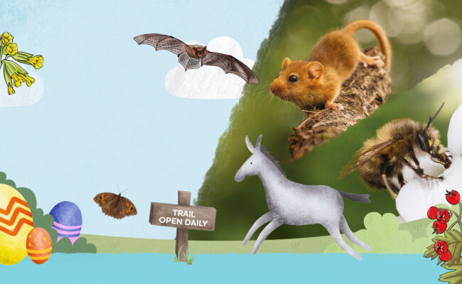 illustrated donkey and easter eggs with photos of a field mouse and a bee.