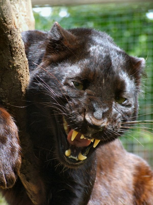 Exmoor Zoo Beast Of Exmoor