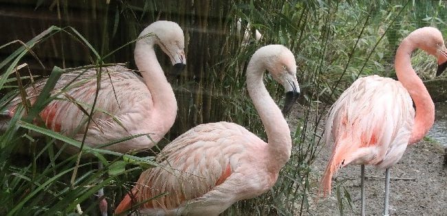 Exmoor Zoo Flamingoes new exhibit 2020 c