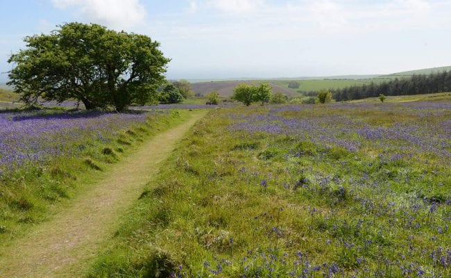 Trail Running in South Devon