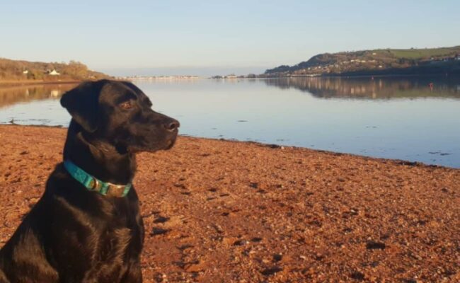 dog friendly devon beaches