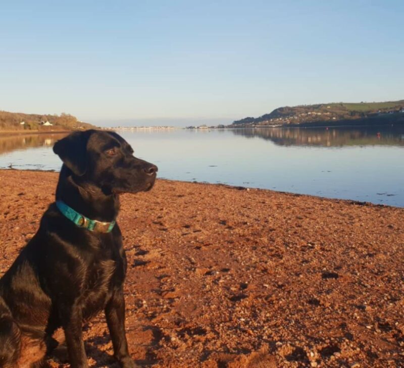  dog friendly devon beaches 