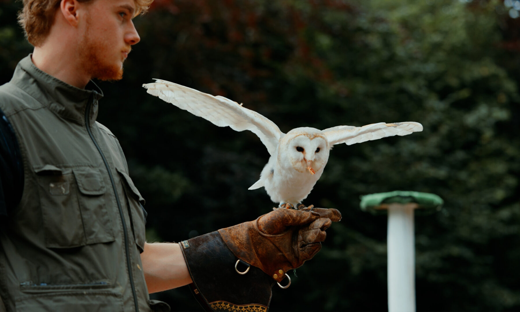 Falconry Displays