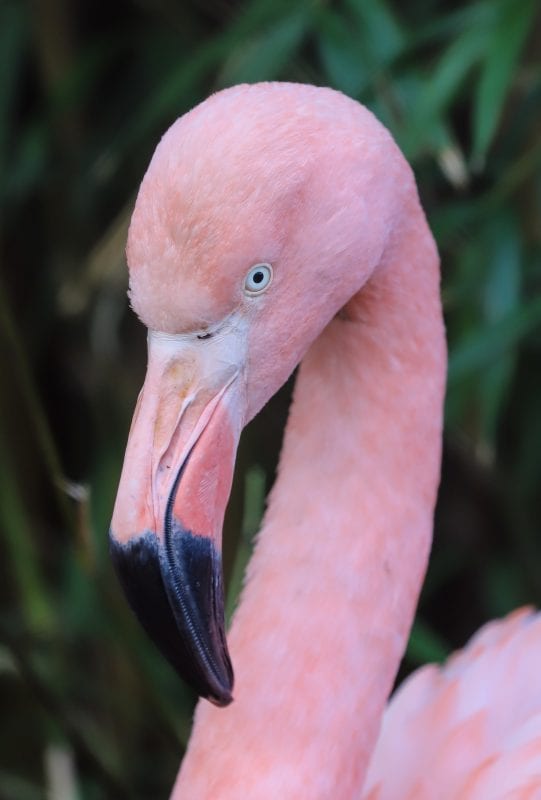 Exmoor Zoo flamingoes