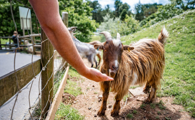 Goat Feeding