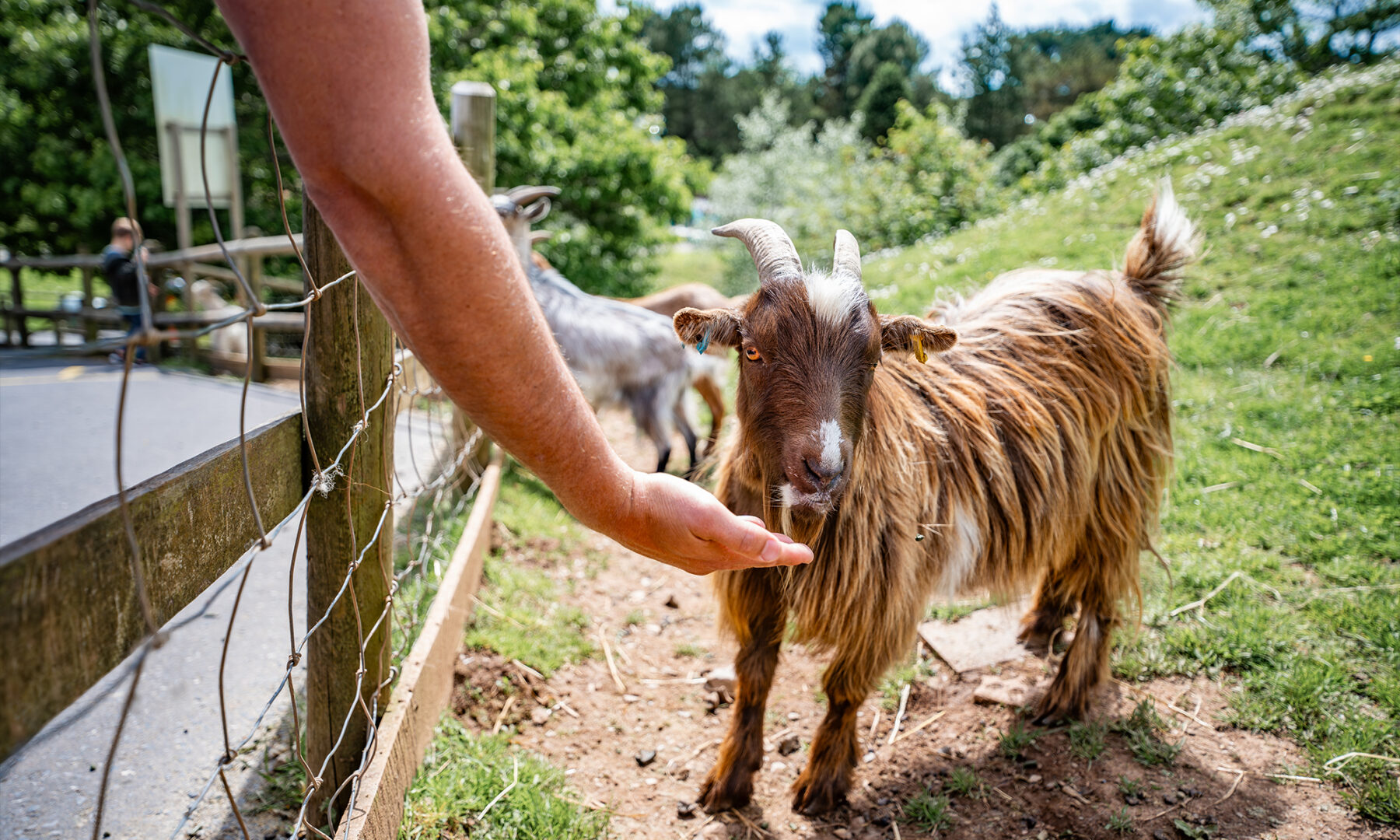 Goat Feeding