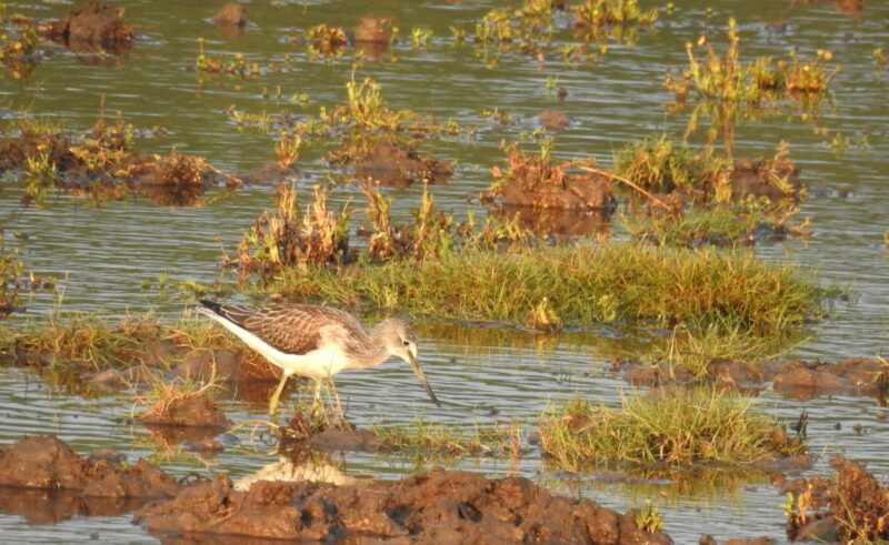 Greenshank - Seaton Tramway Bird watching tram.