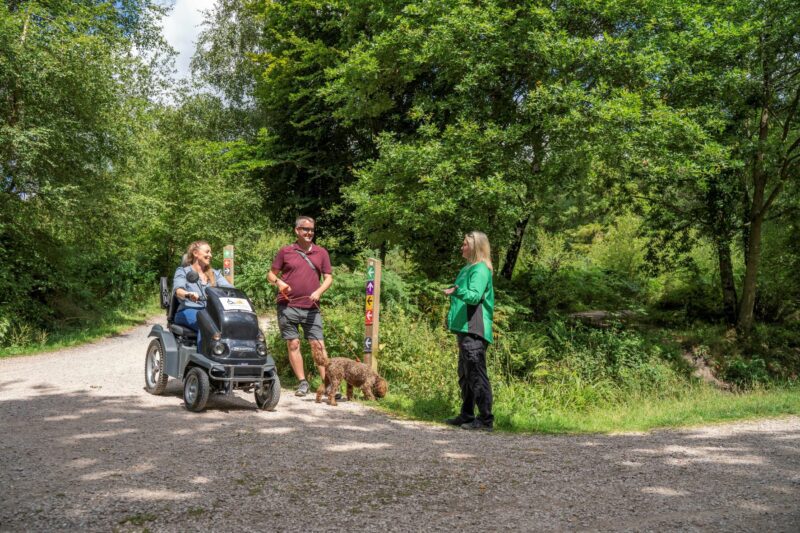 Haldon Forest Best Dog Friendly Devon Attraction