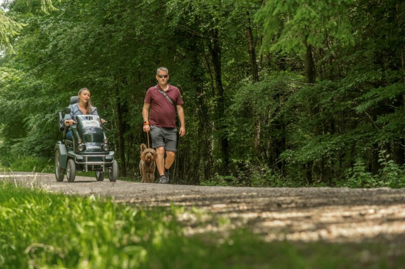 Haldon Forest Park - Tramper DogWalking -