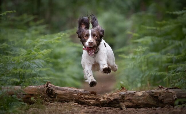 Haldon dog event 