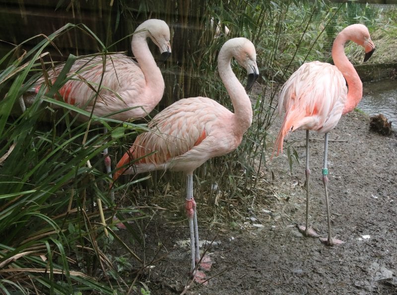 Exmoor Zoo flamingoes