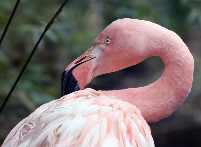 Exmoor Zoo flamingoes