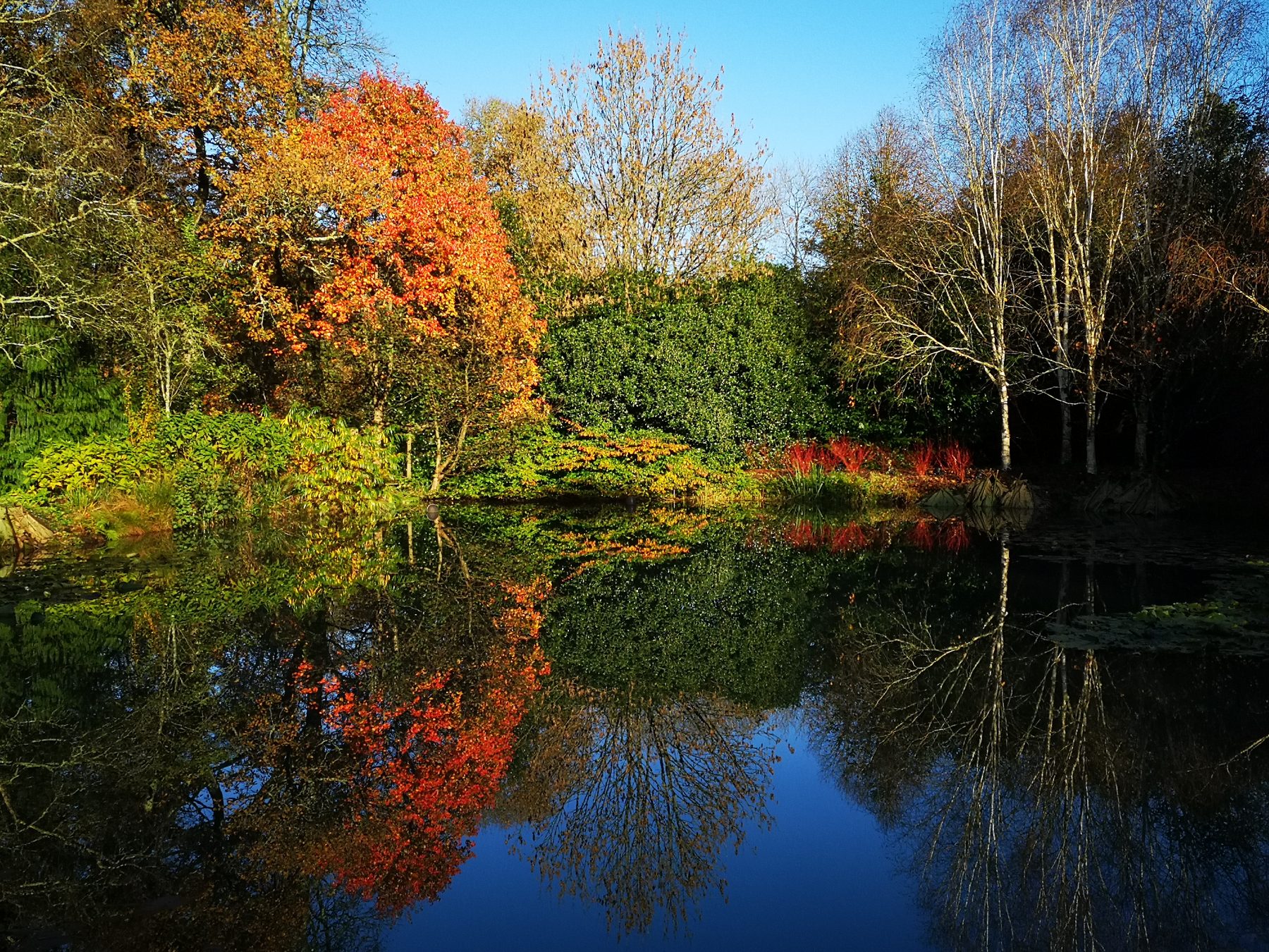 RHS Rosemoor