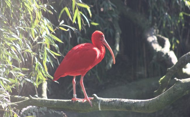 Wildlife Park Devon
