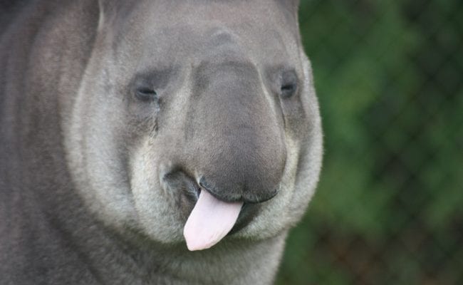 Animal Parks Devon