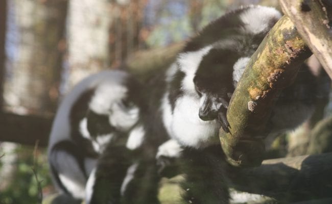 North Devon Zoo