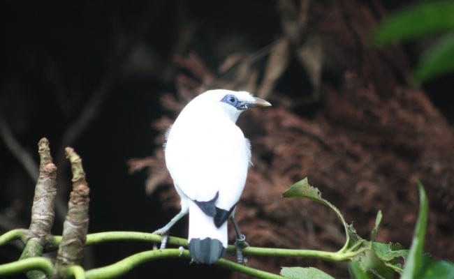 Zoo In Devon Area