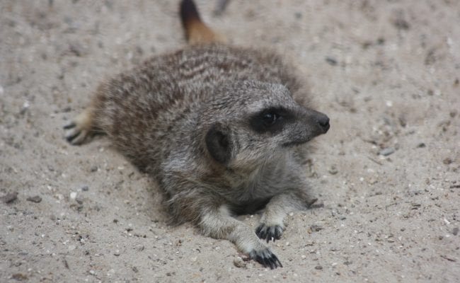 Meerkats Devon