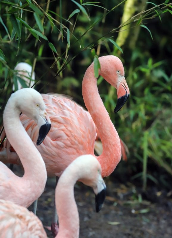 Exmoor Zoo flamingoes