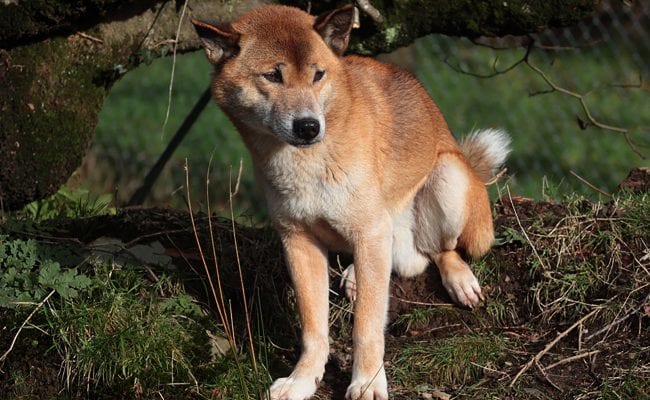 Devon Animal Parks