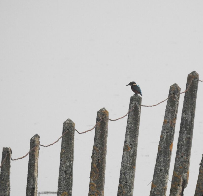 Kingfisher - Seaton Tramway Bird watching tram.