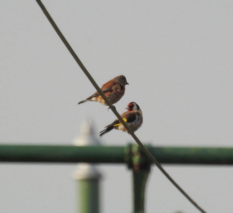 Linnet and Goldfinch - Seaton Tramway Bird watching tram.