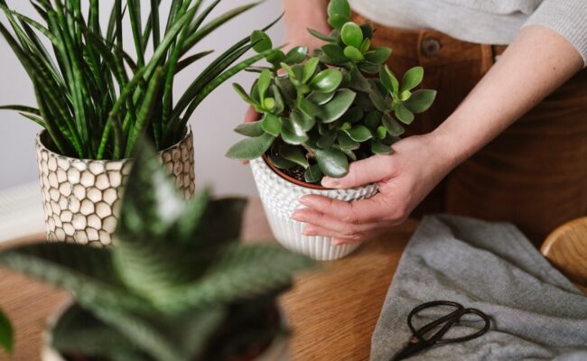 A woman holding a pot plant