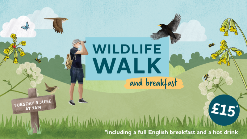 illustrated wildlife photo with man bird watching and the title saying 'Wildlife Walk and Breakfast'