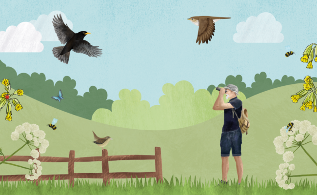 Illustration of man bird watching