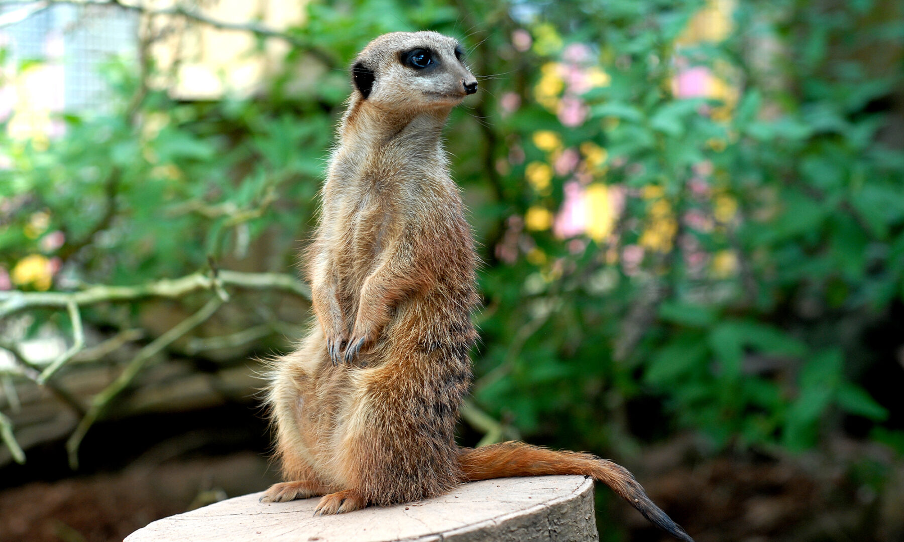 Meerkats