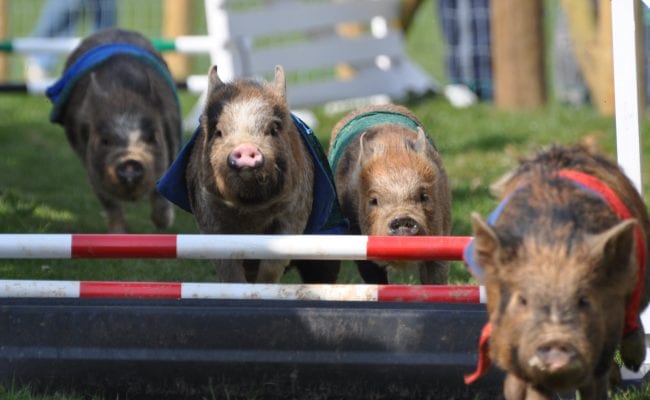 Pigs at Pennywell Farm Devon