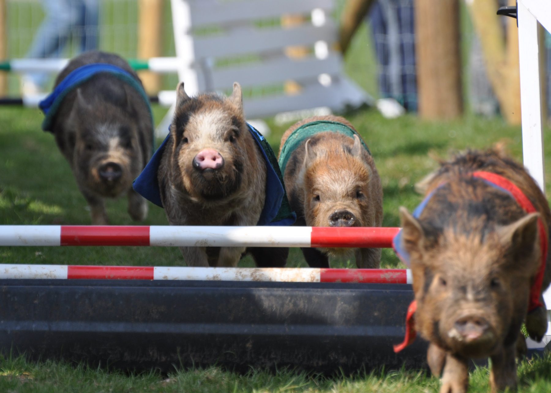 Pigs at Pennywell Farm Devon