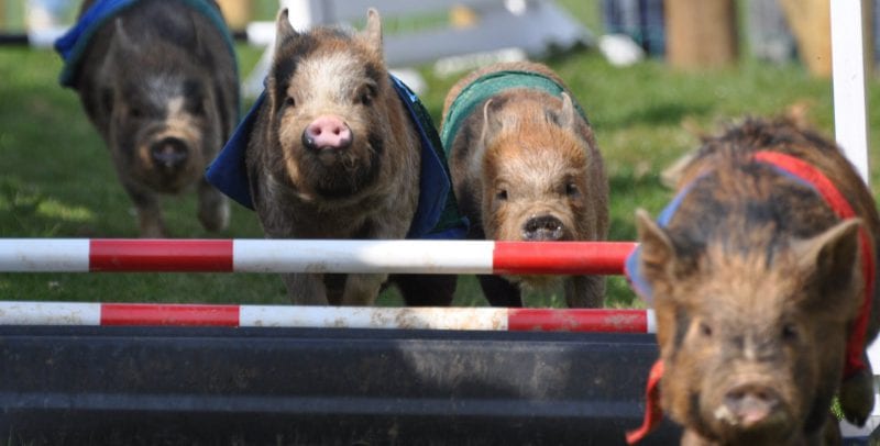 Miniature Pig racing at Pennywell Farm