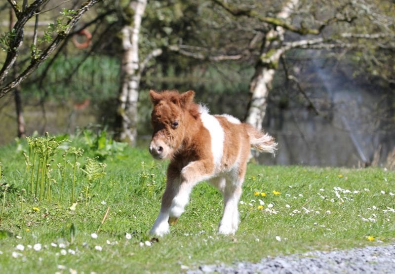 Miniature Pony