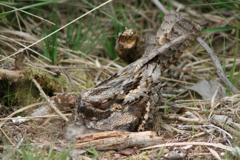 Adult nightjar