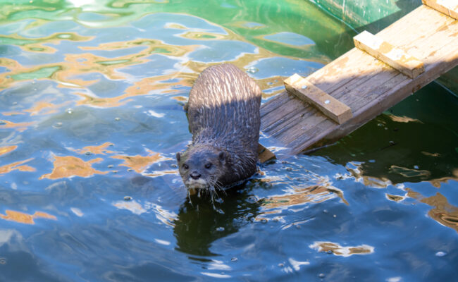 Otter In Water