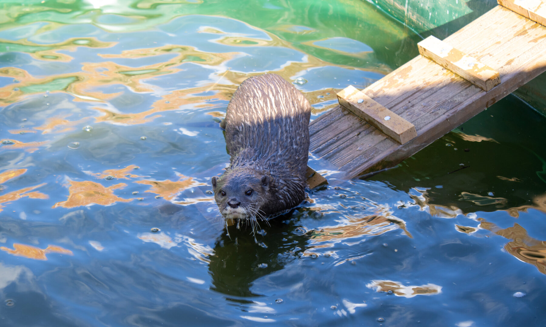 Otter In Water