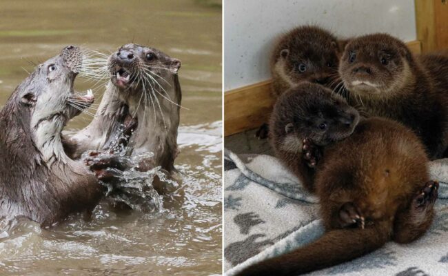 Otters Talk