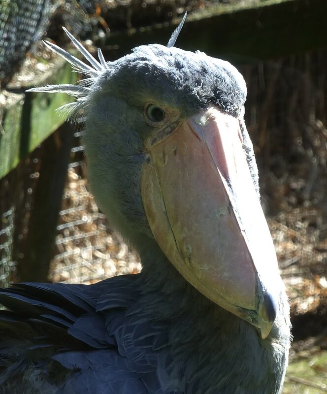 Shoebill Abou at Exmoor Zoo 