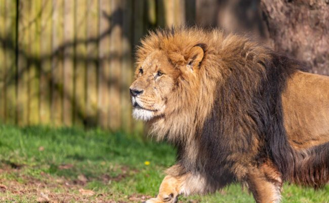 Paignton Zoo Devon