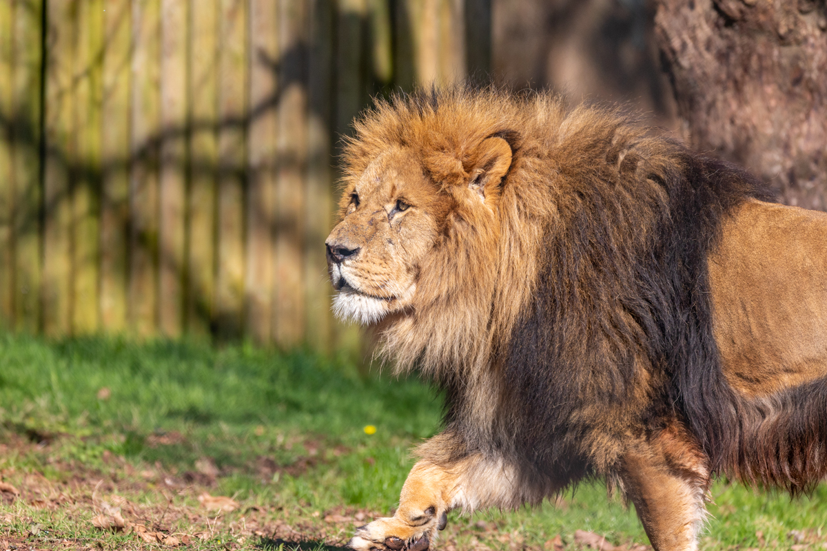 Paignton Zoo Devon