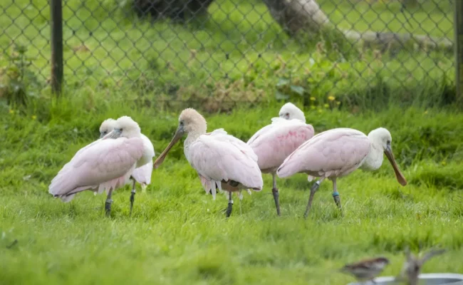 Paignton Zoo pz birds