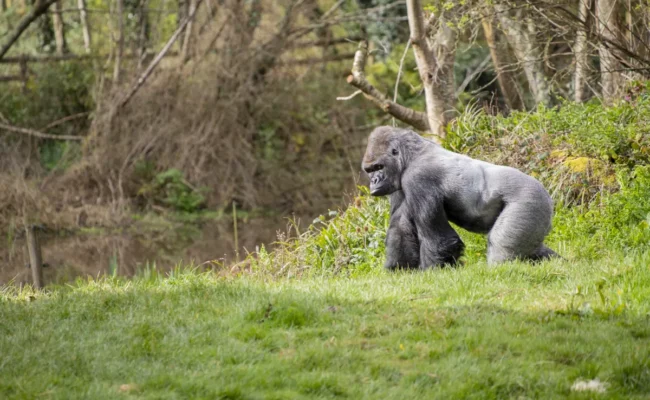 Paignton Zoo Gorilla