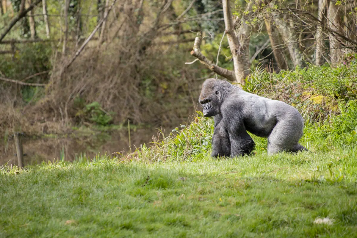 Paignton Zoo Gorilla